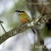 motmot_browed_turquoise_tar_h_0729_cos1062.jpg